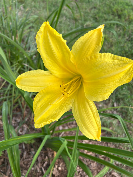 Yellow Diamond Dusted Daylily - NOID
