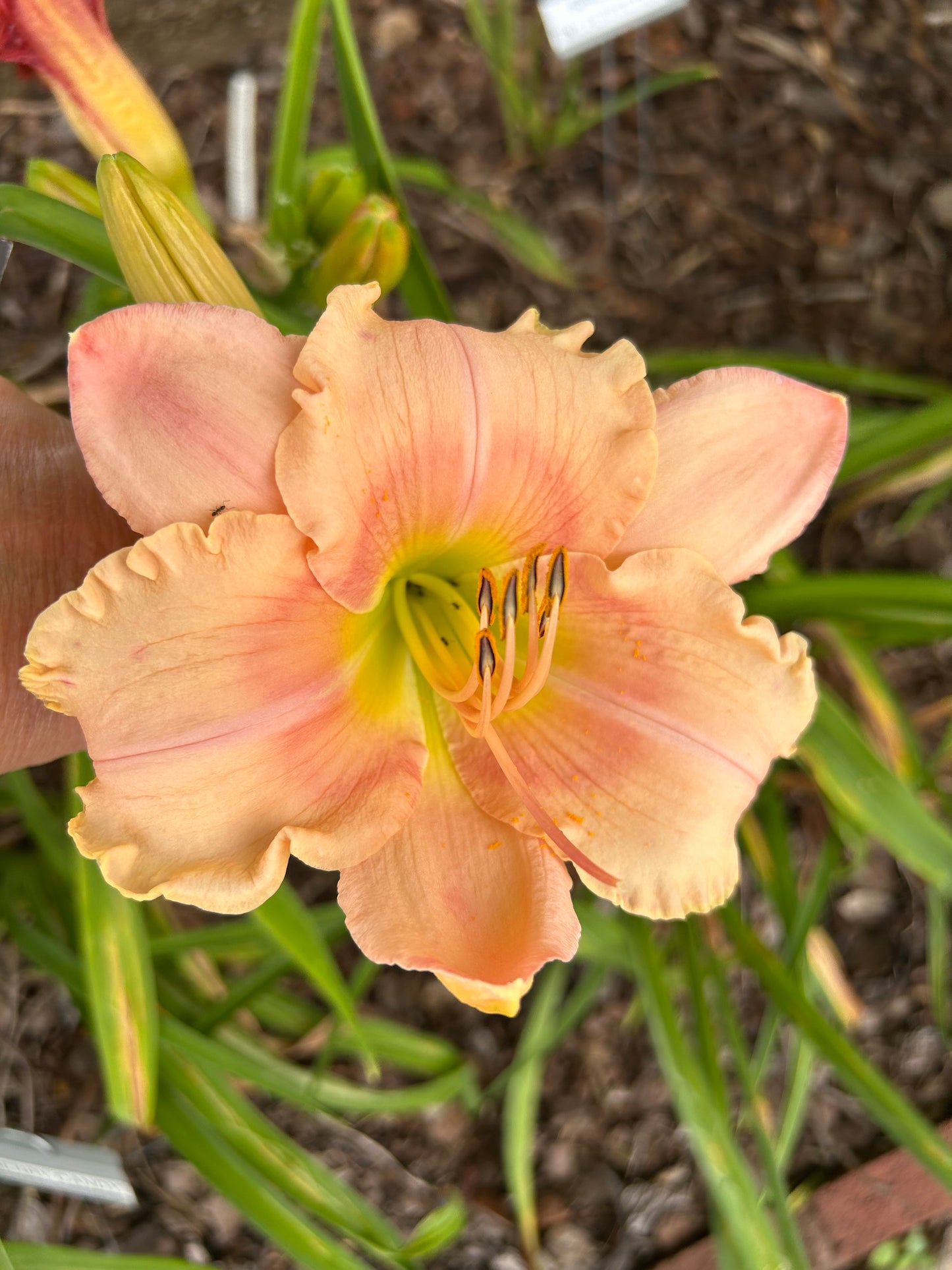 Apple Blossom Time