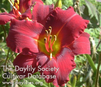 Bama Bound (AHS Daylily Database)