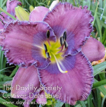 Blue Goblin (AHS Daylily Database)