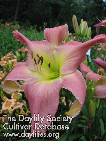 Boss Lady (AHS Daylily Database)