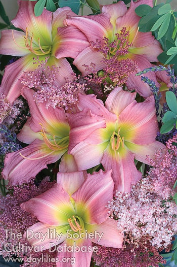 Bama Music (AHS Daylily Database)