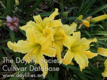 Best Buddy (AHS Daylily Database)