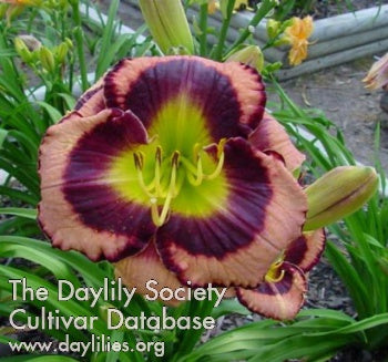 Big City Eye (AHS Daylily Database)