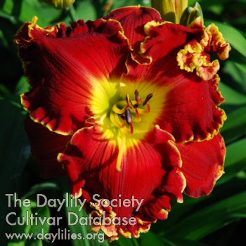 Big Red Wagon (AHS Daylily Database)