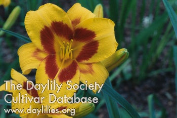 Black Eyed Susan (AHS Daylily Database)