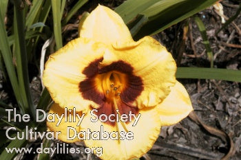 Blackberry Candy (AHS Daylily Database)
