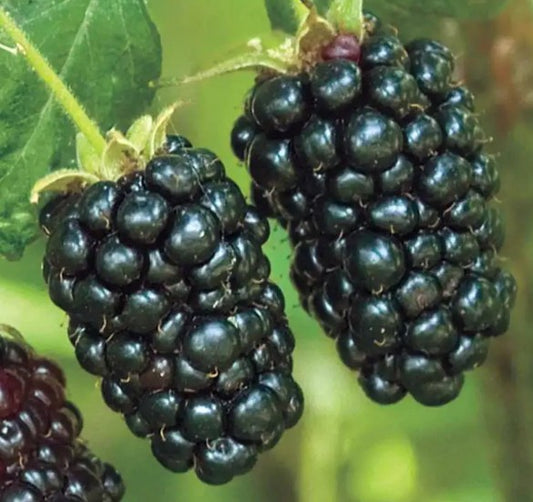 Tame Blackberry - Potted