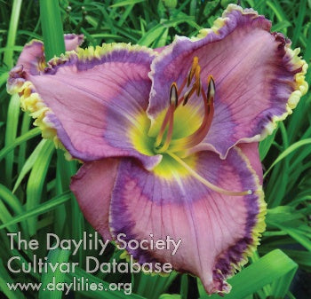 Blue Riviera (AHS Daylily Database)