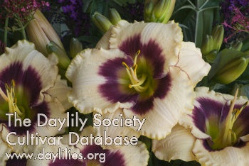 Blueberry Candy (AHS Daylily Database)