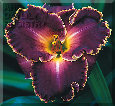 Bohemia After Dark (AHS Daylily Database)