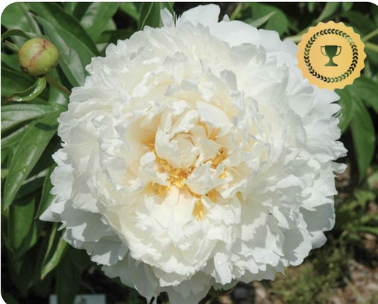 Peony, Bowl of Cream