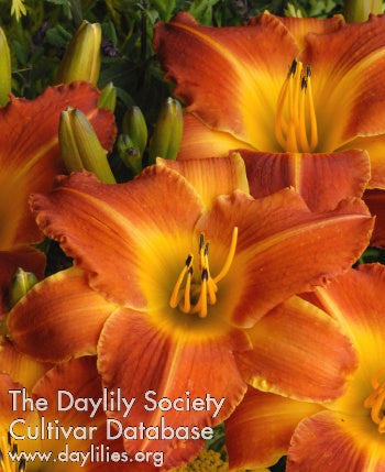 Bright Sunset (AHS Daylily Database)