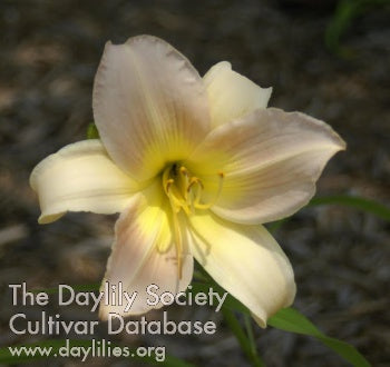 Butterfly Kisses (AHS Daylily Database)