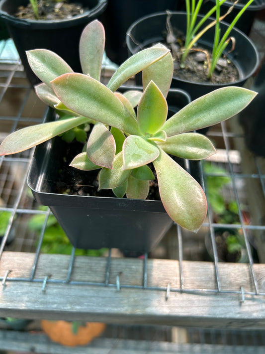 Assorted Succulents