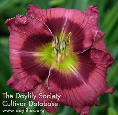 Choo Choo Perfection (AHS Daylily Database)