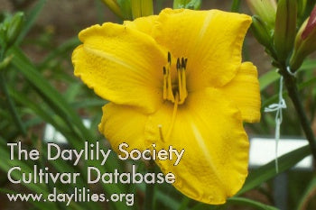 Chicago Gold Coast (AHS Daylily Database)