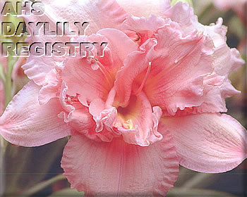 Childish Dream (AHS Daylily Database)