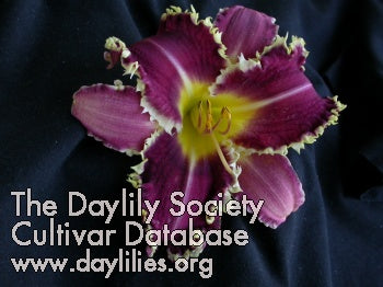 s Magic Man (AHS Daylily Database)