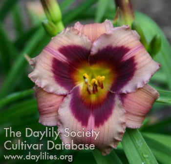 Coffee to Go (AHS Daylily Database)