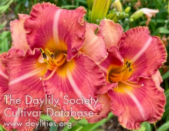 Coralicious (AHS Daylily Database)