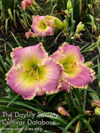 Cupid and Psyche (AHS Daylily Database)