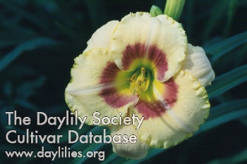 Custard Candy (AHS Daylily Database)