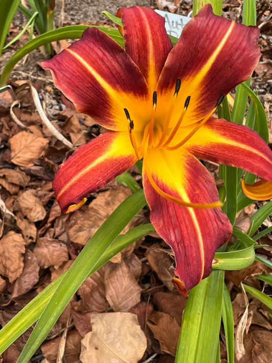 Autumn Red