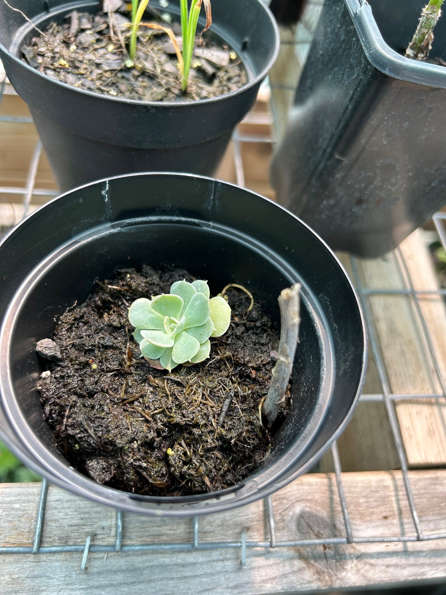 Assorted Succulents
