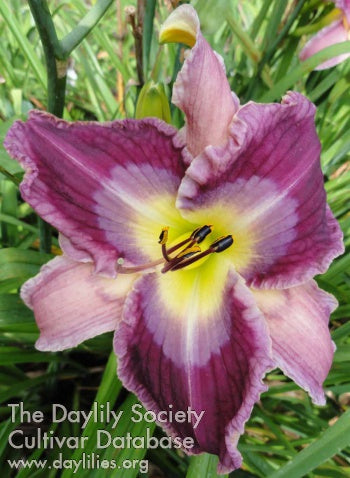 Disturbance in the Force (AHS Daylily Database)