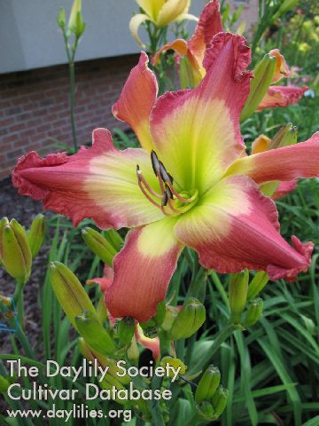 Doctor Handsome (AHS Daylily Database)
