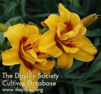 Double Daffy (AHS Daylily Database)