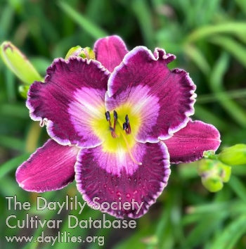 Death Becomes Her (AHS Daylily Database)