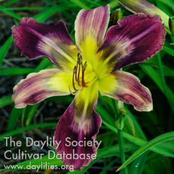 Defense Grid (AHS Daylily Database)