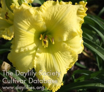 Echoes of Green (AHS Daylily Database)