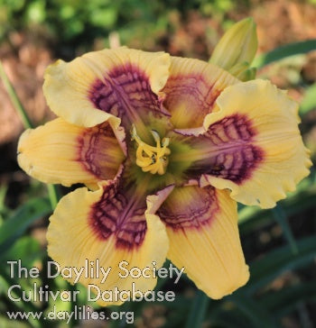 Electrifying Ripples (AHS Daylily Database)
