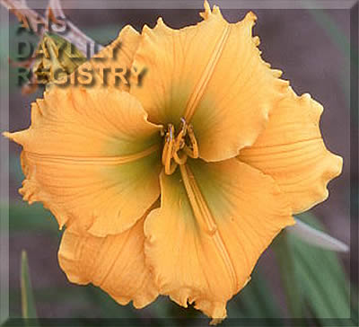 Elegant Explosion (AHS Daylily Database)