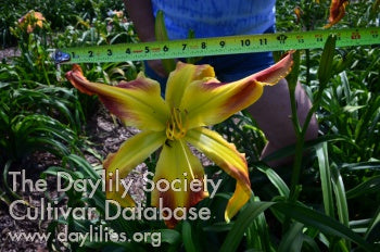 Emerald Tarantula (AHS Daylily Database)