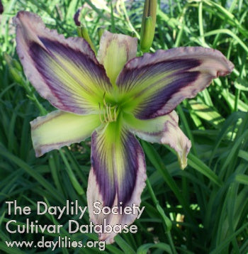 Exotic Starfish (AHS Daylily Database)