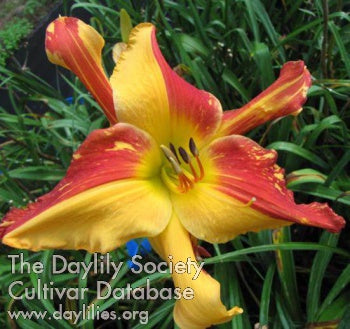 Explosion in the Paint Factory (AHS Daylily Database)