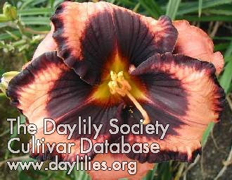 Eyes on the Prize (AHS Daylily Database)