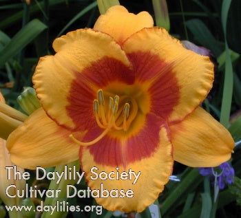 Fooled Me (AHS Daylily Database)