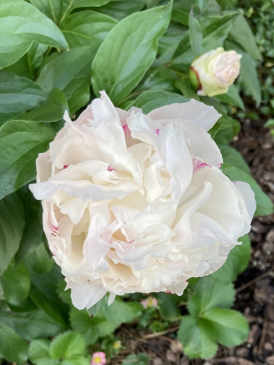 Peony, Festiva Maxima