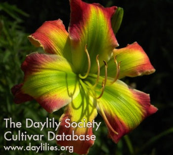 Fried Green Tomatoes (AHS Daylily Database)