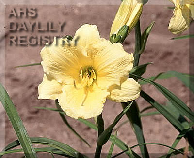 Going Bananas (AHS Daylily Database)
