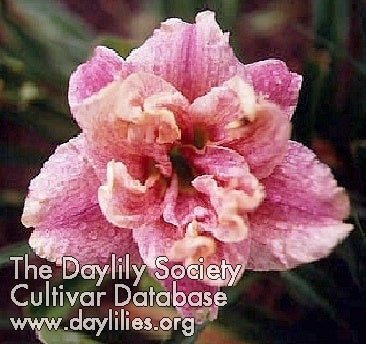 Greywoods Dottie Do Little (AHS Daylily Database)