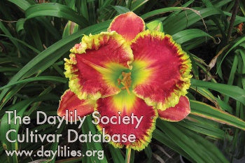 Guilty Passion (AHS Daylily Database)