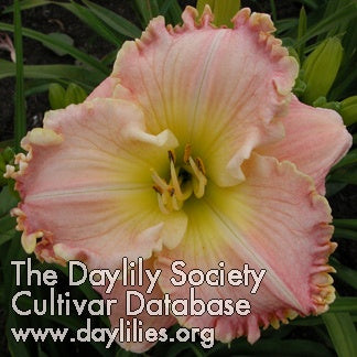 How Lovely You Are (AHS Daylily Database)