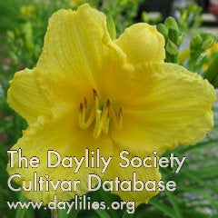 Happy Returns (AHS Daylily Database)