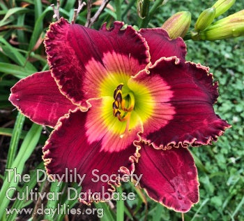 Heart of the Emerald City (AHS Daylily Database)